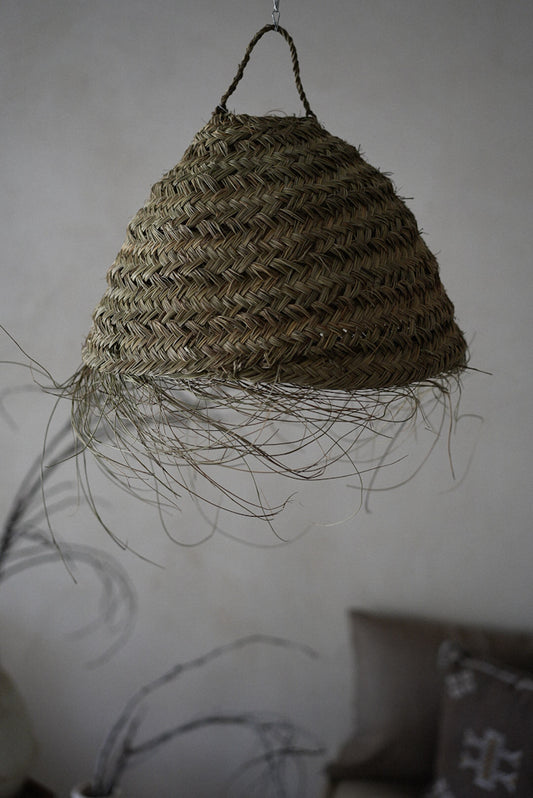 אהיל עגול פרוע