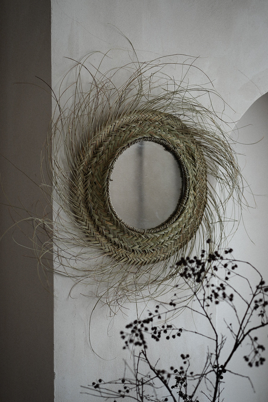 מראת קש פראית