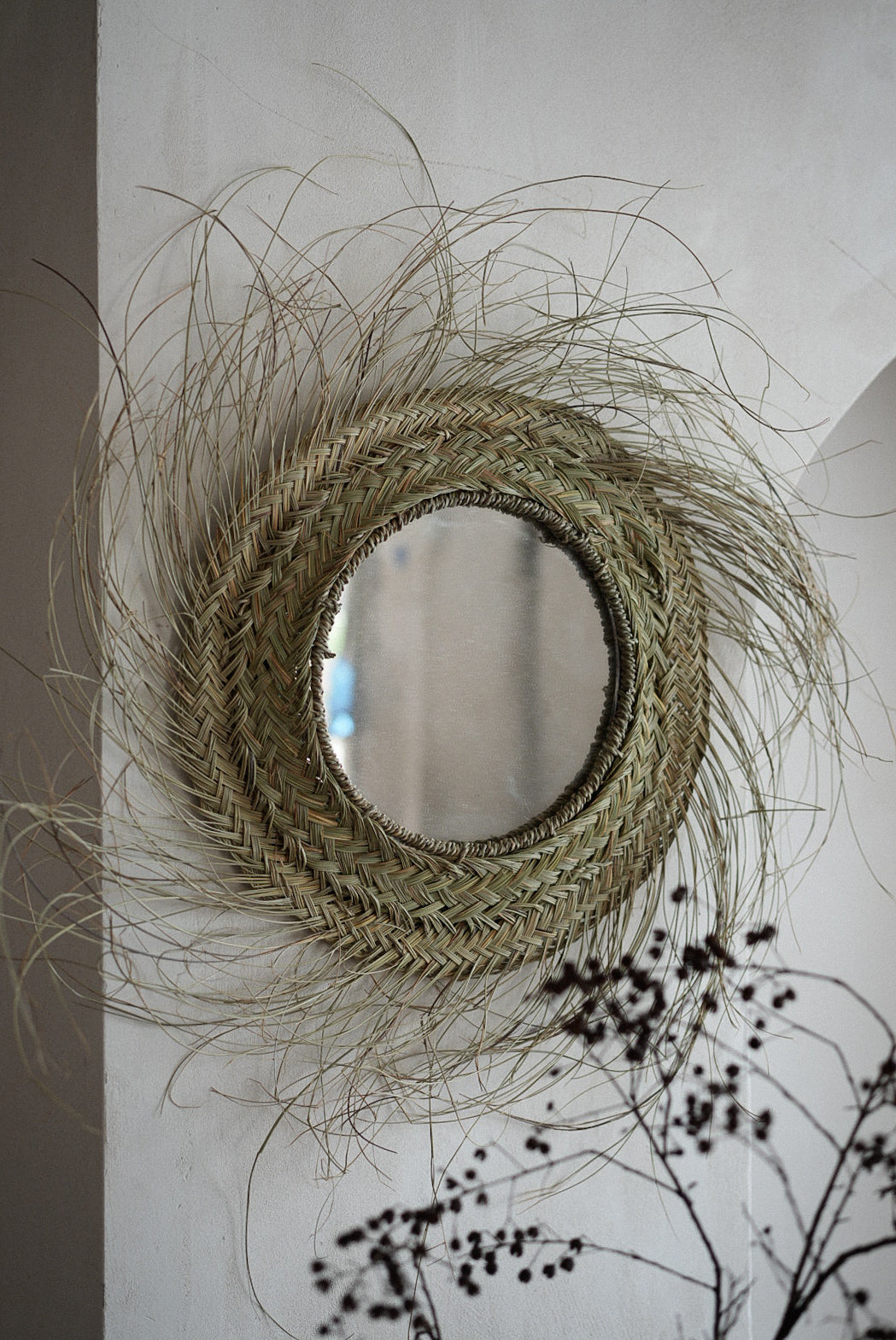 מראת קש פראית