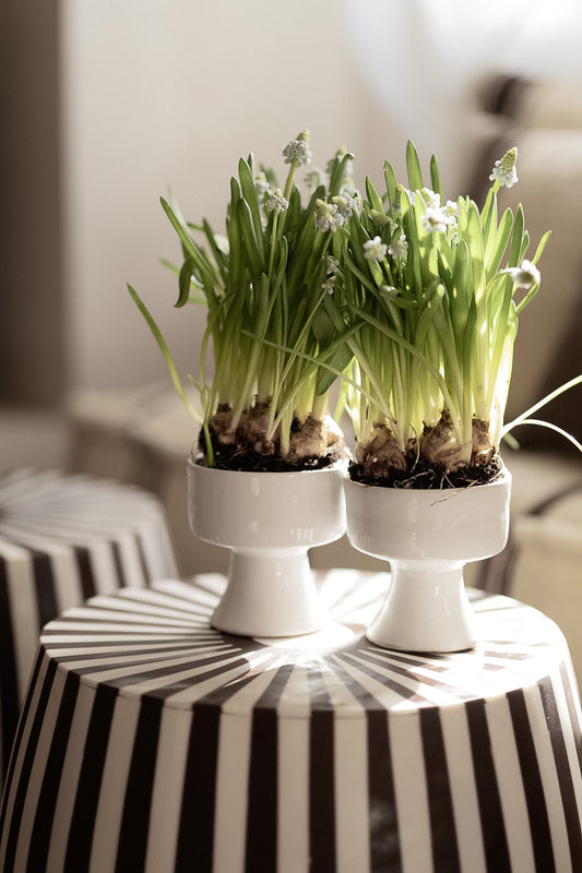 קערת גביע | לבנה