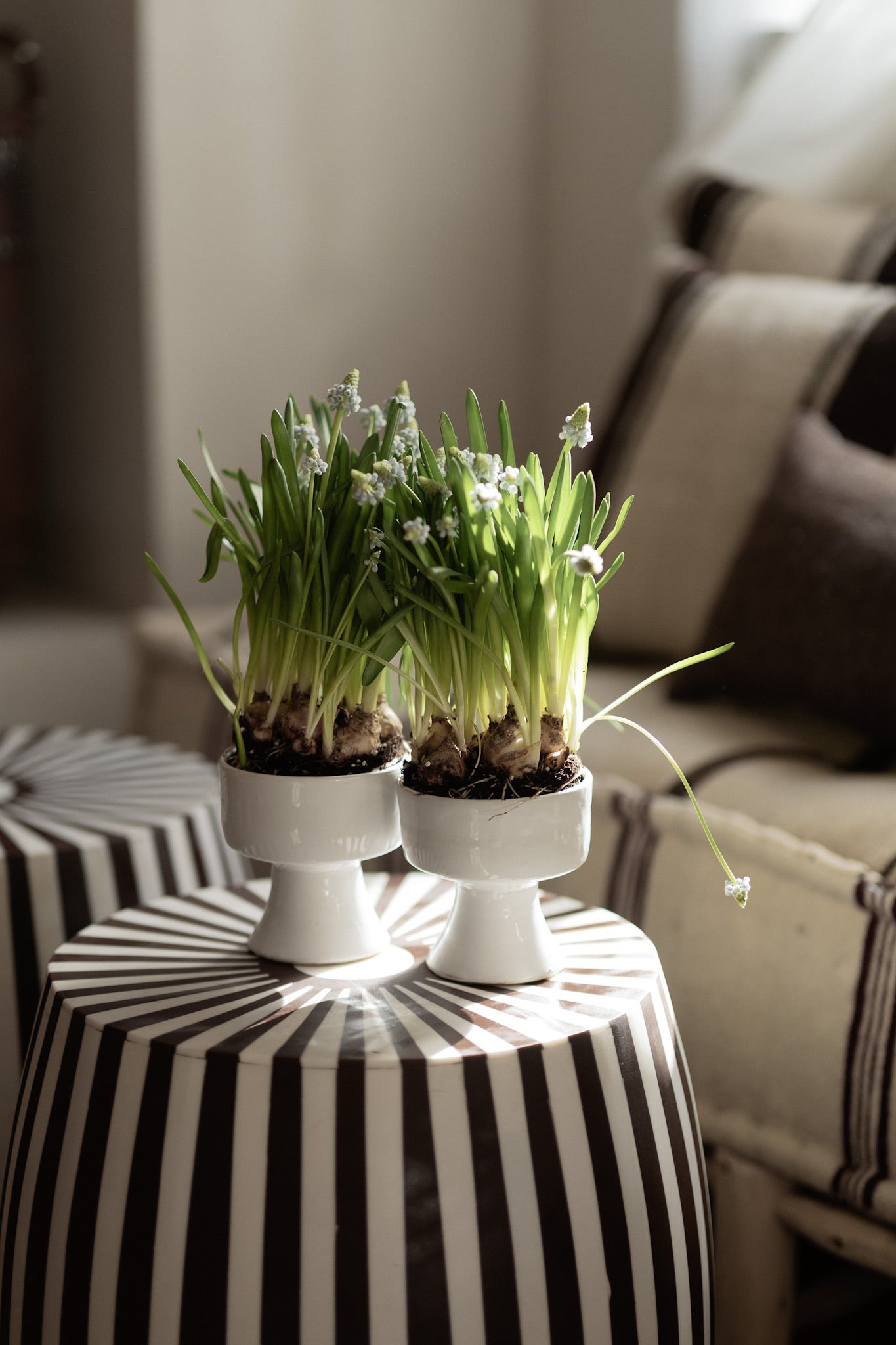 קערת גביע | לבנה