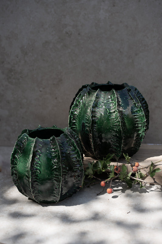 ואזה עגולה פרא